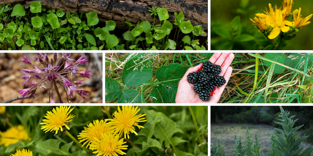 Edible Plants You Can Harvest While Hiking the Pacific Crest Trail