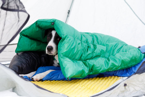 Best Dog Gear from Small and Startup Outdoor Brands