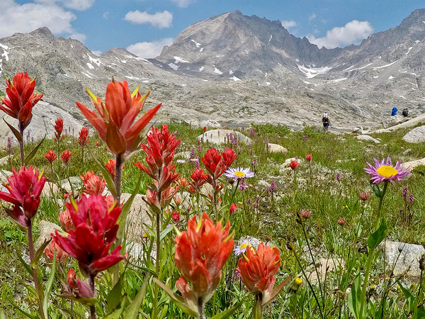 Wildflower Viewing DOs and DON'Ts — Both On Trail and Online!